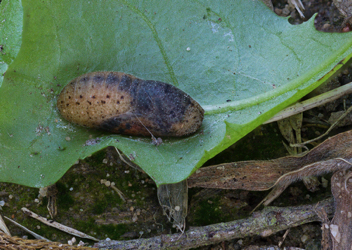 American Copper chrysalis